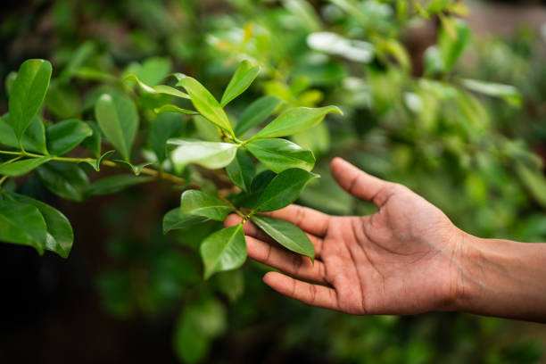 How Our Tree Care Process Works  in  Smithfield, NC