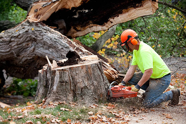 Reliable Smithfield, NC Tree Care Services Solutions